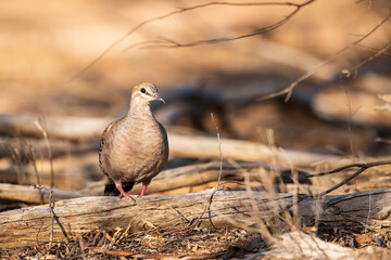 A Common Bronzewing (Phaps chalcoptera). A medium-sized, heavily built pigeon with a clear white line below and around the eye and patches of green, blue and red in the wing.