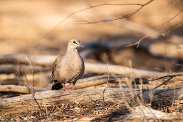 A Common Bronzewing (Phaps chalcoptera). A medium-sized, heavily built pigeon with a clear white line below and around the eye and patches of green, blue and red in the wing.
