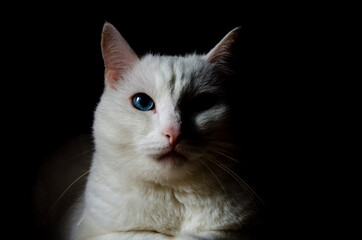 white blue-eyed beautiful cat