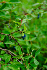 Honeysuckle on a green branch