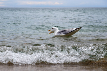 Seagull with opened beak swimming in waves of Baikal lake on a cloudy day