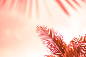 orange palm leaves on a light pink background, toned template for text, frame © Natalia