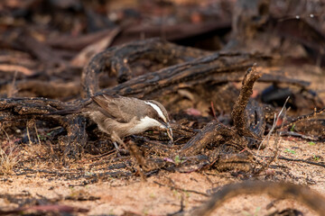 A small dark brown-grey bird with a white throat, a long, pointed curved bill and a distinct white brow; hence its name - White-browed Babbler (Pomatostomus superciliosus)