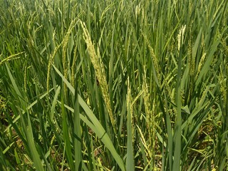 Rice field. Closeup of yellow paddy rice field with green leaf. Natural