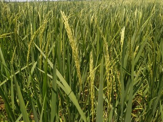 Rice field. Closeup of yellow paddy rice field with green leaf. Natural