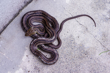警戒する日本のシマヘビ