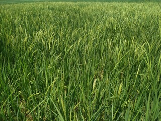 Rice field. Closeup of yellow paddy rice field with green leaf. Natural
