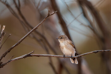 Jacky Winter (Microeca fascinans) is a small grey-brown robin with a faint pale eye-line and white underbody