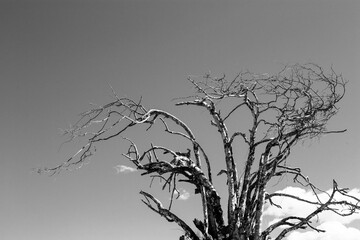 Dead tree in black and white.