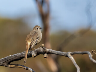 The Southern Scrub Robin is a long-legged songbird found in semi-arid parts of southern Australia. It has a very subtle dark mark through the eye and cheek. Scientific name is Drymodes brunneopygia.