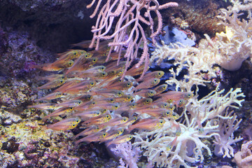 A group of beautiful bigeye pink sea fishes in an aquarium