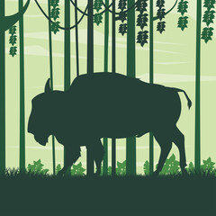 wild buffalo animal in the field landscape © Jemastock