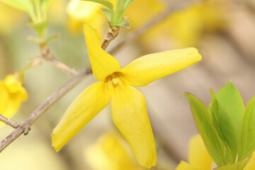 yellow spring flower