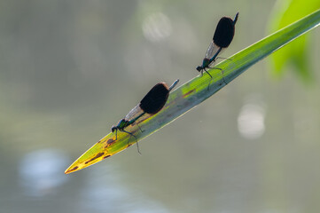 damselfly Calopteryx splendens   sits on a blade of grass in the river, flaps its wings and waits...
