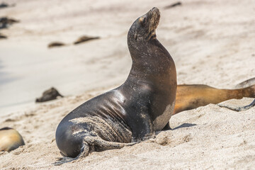 Naklejka premium Galapagos Sea Lion in sand lying on beach. Wildlife in nature, animals in natural habitat.