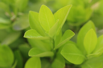 green leaves background