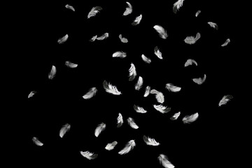 Group of a white feathers bird falling down in the dark. feather abstract on black background.	