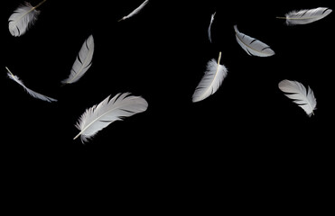 Group of a white feathers bird floating in the dark. feather abstract, freedom concept on black...