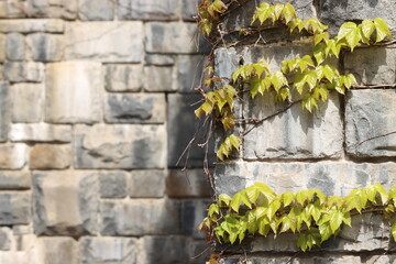 ivy on the wall