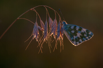 Fototapeta na wymiar Butterfly Pontia edusa on a blade of grass on a summer day, backlight