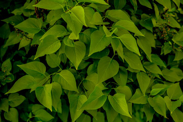 Lilac flower on large green leaves. Texture, wallpaper, background. Nature. Copy space.