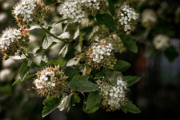 Lots of little white flowers. Background with small flowers.