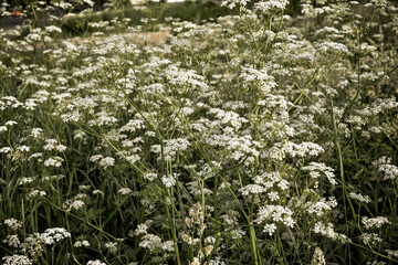 A field of small white flowers. umbrella inflorescence.