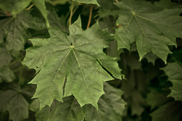 Green maple leaves. Macro shooting. Background. wallpaper