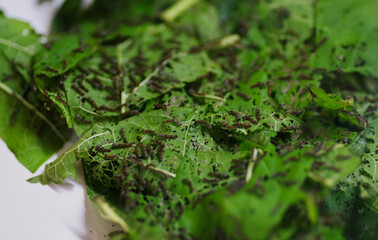 桑の葉を食べる蚕の幼虫