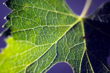 Grape leaf in the morning sun.