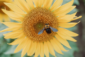 太陽の方角に向く花