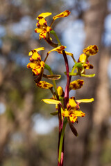 The Leopard Orchid (Diuris pardina) is a terrestrial orchid species which produces clusters of yellow flowers with numerous reddish brown blotches on the petals.