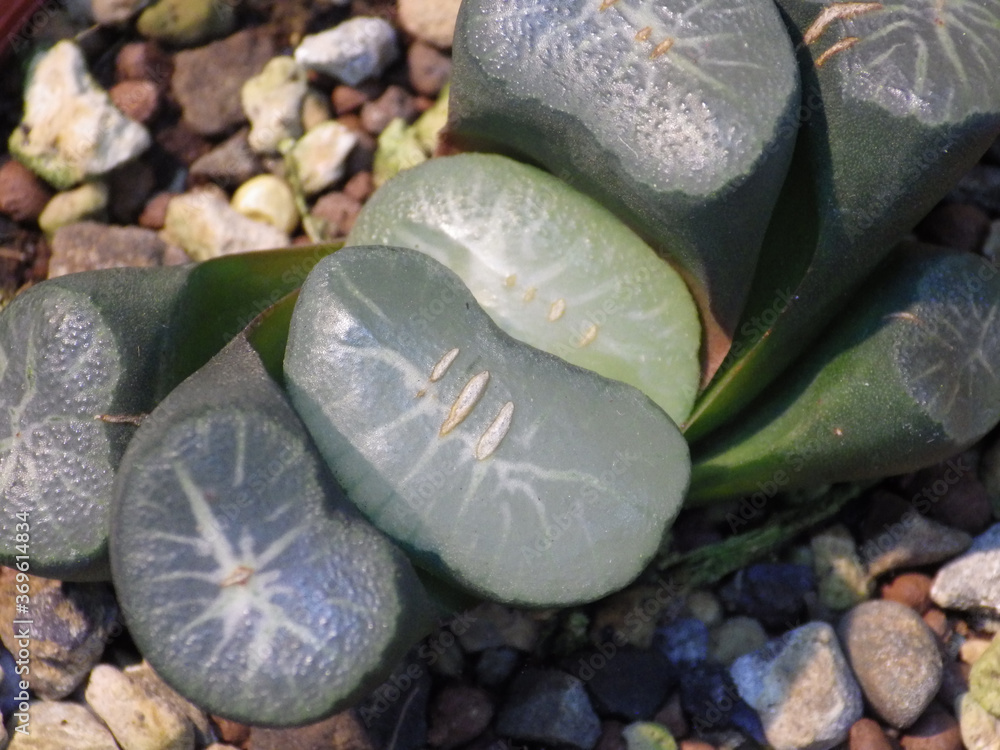 Sticker Closeup shot of succulent plants