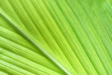 Nature green leaves texture for background