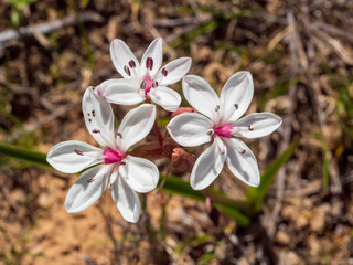 The Milk maids (Burchadia umbellata) flowers are held on a slender stalk. The white (or sometimes pink tinged) flowers have 6 petals with a pinkish centre.