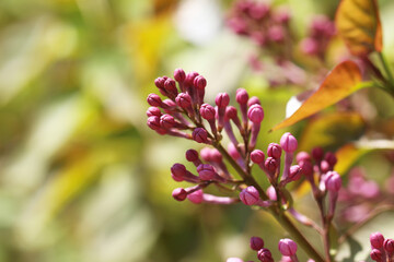 close up of pink flower