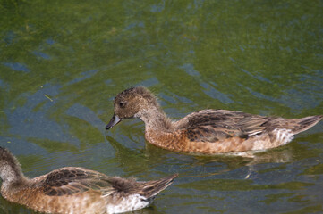 Young American Wigeon Ducks in Water
