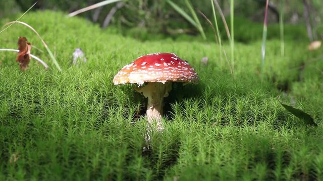 mushroom fly agaric grows in the moss in the forest