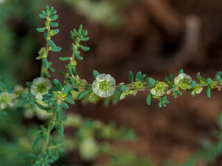 The Short-leaf Bluebush (Maireana brevifolia) is an Australian native shrub to about 1 m high, with slender often reddish branches which are sparsely woolly, with tufts of wool in the leaf axils.
