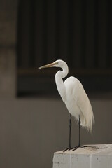 Great Egret