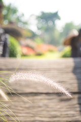 Grass flower over blurred park background, outdoor day light, selective focus
