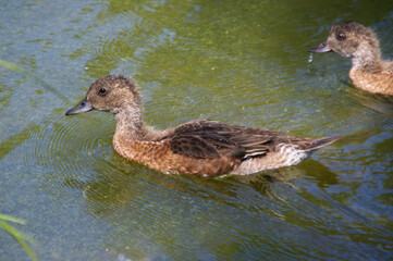 Young American Wigeon Ducks in Water