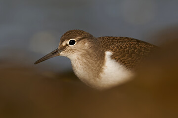 Common sandpiper (Actitis hypoleucos) in its natural enviroment