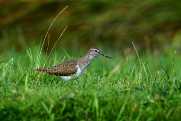 Common sandpiper (Actitis hypoleucos) in its natural enviroment