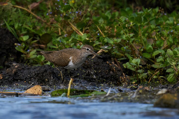 Common sandpiper (Actitis hypoleucos) in its natural enviroment