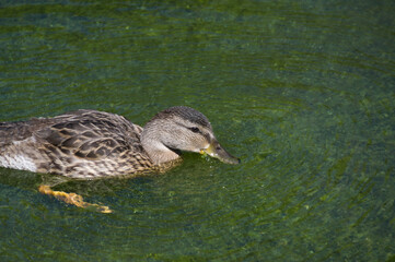 A Mallard Duck in the Water