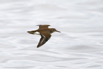 Common sandpiper (Actitis hypoleucos) in its natural enviroment