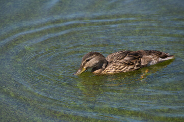 A Mallard Duck in the Water