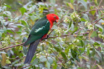 Australian Male King Parrot feeding on hopbush seeds