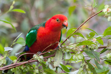 Fototapeta premium Australian Male King Parrot feeding on hopbush seeds